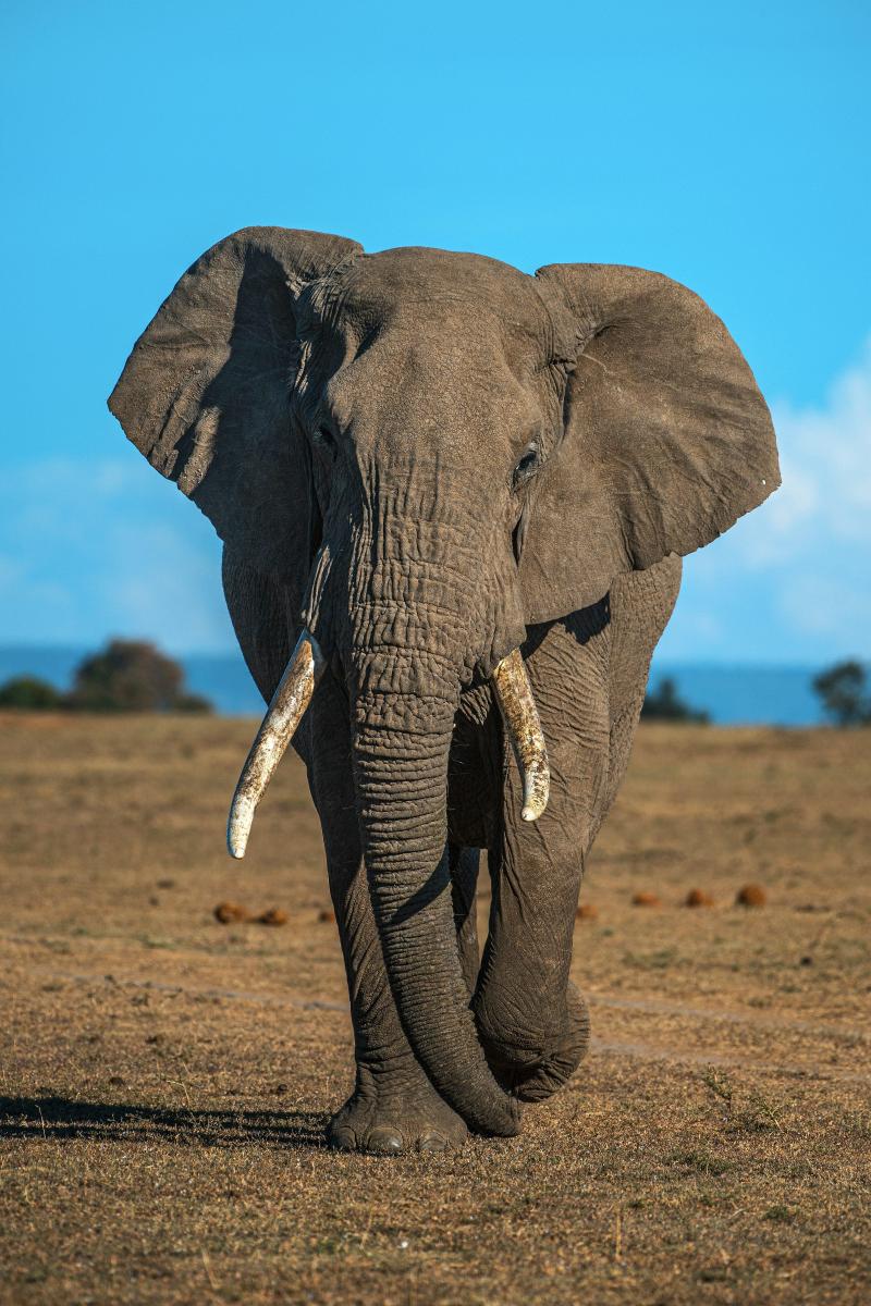 Illustration du mot : UN ÉLÉPHANT