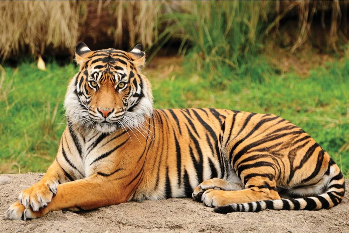 Illustration du mot : LE TIGRE