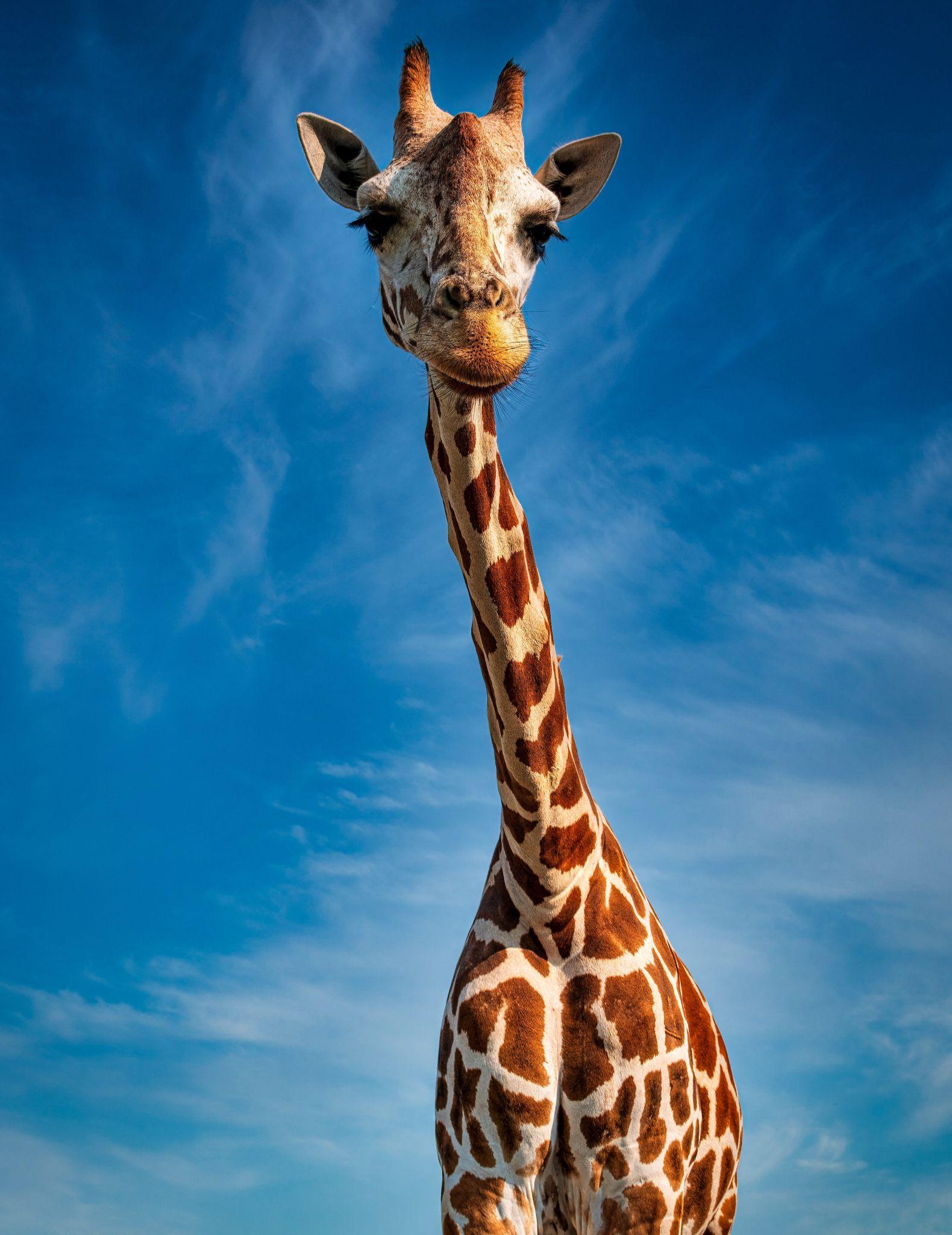 Illustration du mot : LA GIRAFFE